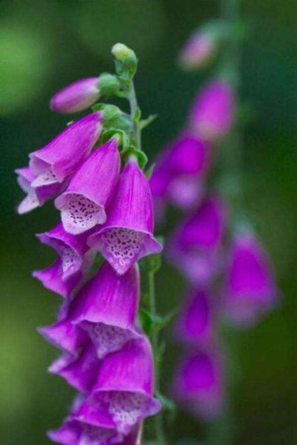 Foxglove House Knights Town Exterior foto